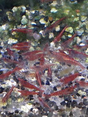 Crevettes toutes couleurs.