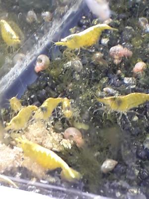 Crevettes toutes couleurs.