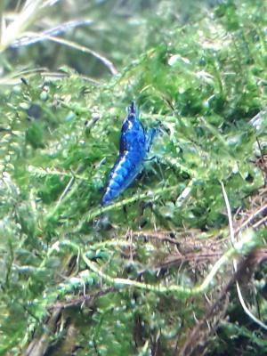 Crevettes toutes couleurs.
