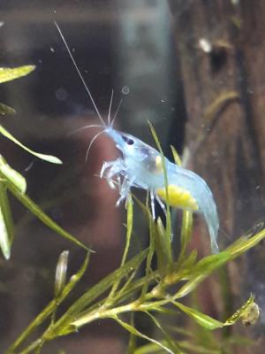 Crevettes toutes couleurs.