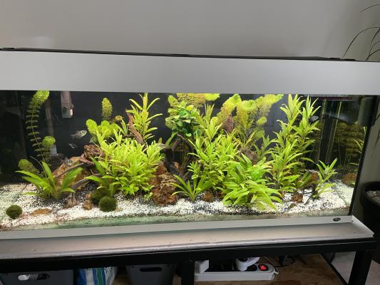 Aquarium 240 littes