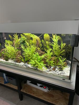 Aquarium 240 littes