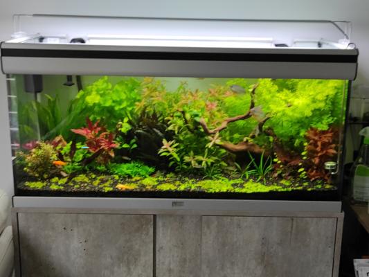 aquarium planté de 200 l avec plantes et poissons