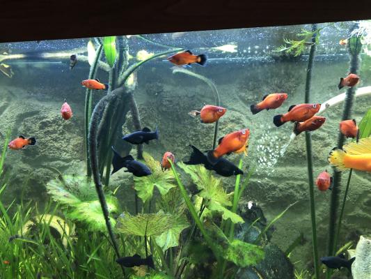 donne poissons aquarium eau douce