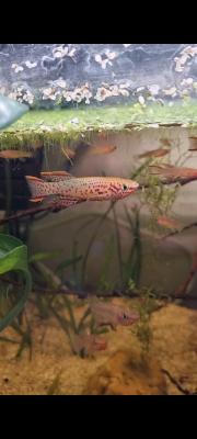 Killis fundulopenchax nigerianus