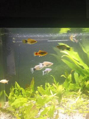 Platy