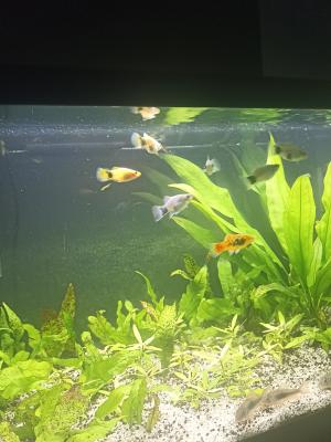 Platy