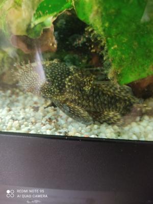 Don de poissons d'eau douce
