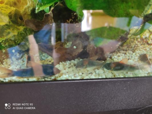 Don de poissons d'eau douce