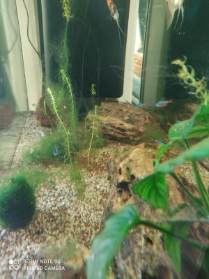 Don de poissons d'eau douce