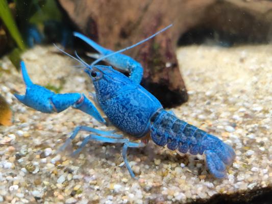 Procambarus aleni écrevisses bleues de floride