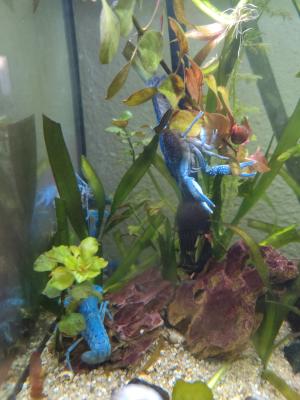 Procambarus aleni écrevisses bleues de floride