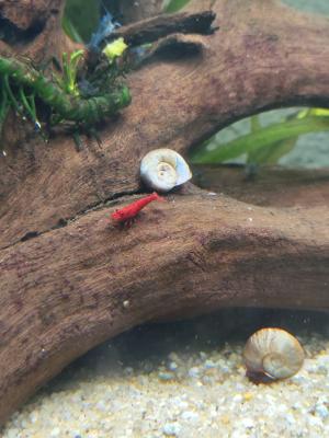 Crevettes néocaridina