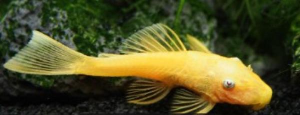 Poissons d'élevage  d'aquarium