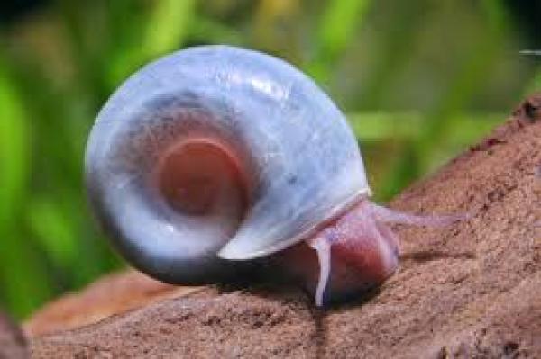 Planorbes (escargots)