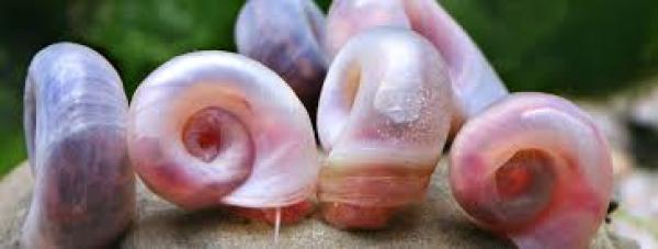 Planorbes (escargots)