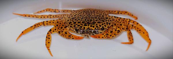 Crabe d'Indonésie : Parathelphusa Pantherina