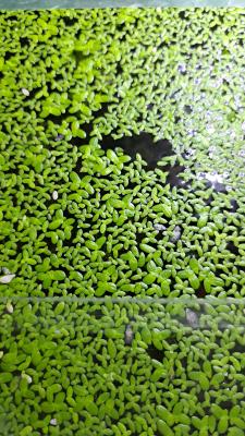 Lentilles d'eau (Lemna Minor)