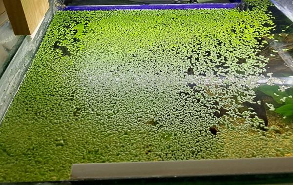 Lentilles d'eau (Lemna Minor)