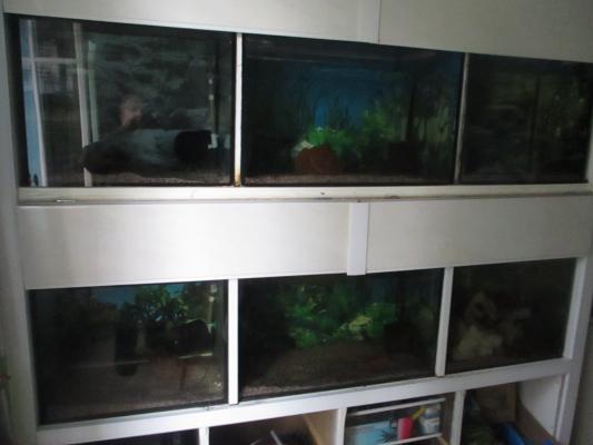 Galerie avec 6 aquariums