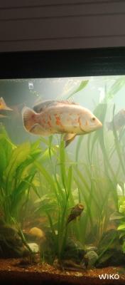 Donne poisson oscar