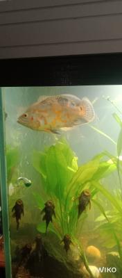 Donne poisson oscar