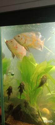 Donne poisson oscar