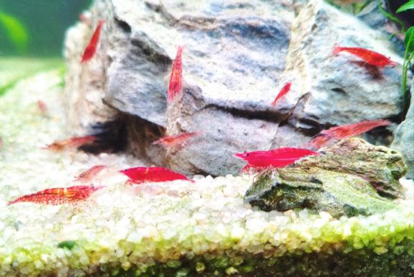 Crevettes Neocardina davidi Red Cherry