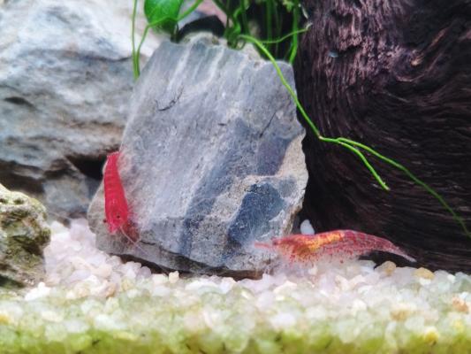 Crevettes Neocardina davidi Red Cherry
