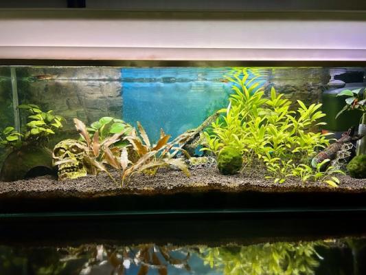 AQUARIUM COMPLET + POISSONS