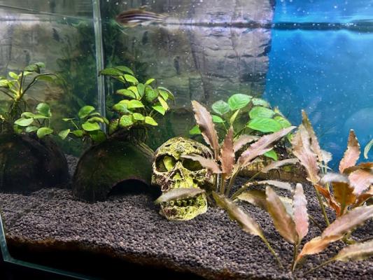 AQUARIUM COMPLET + POISSONS