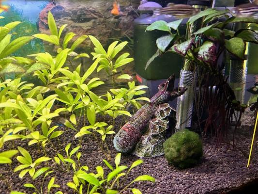 AQUARIUM COMPLET + POISSONS