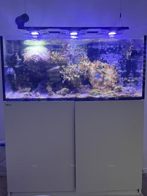 Vend aquarium eau de mer  (complet )
