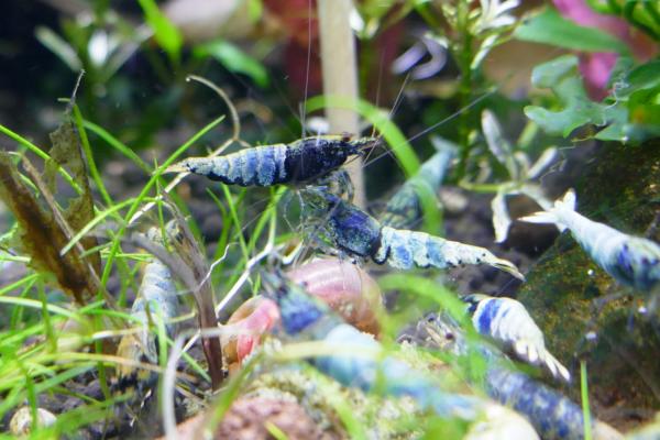Crevette crazy blue
