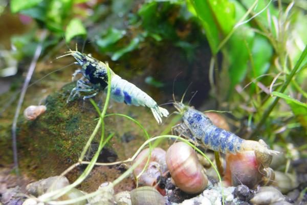 Crevette crazy blue