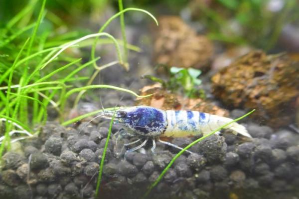 Crevette crazy blue