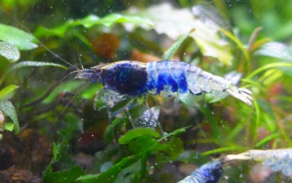 Crevette crazy blue