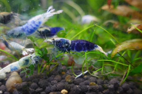 Crevette crazy blue