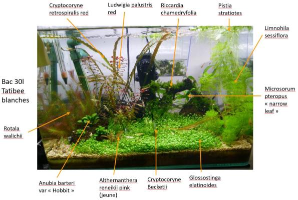 Plantes d'aquarium - Mousses et gazonnantes