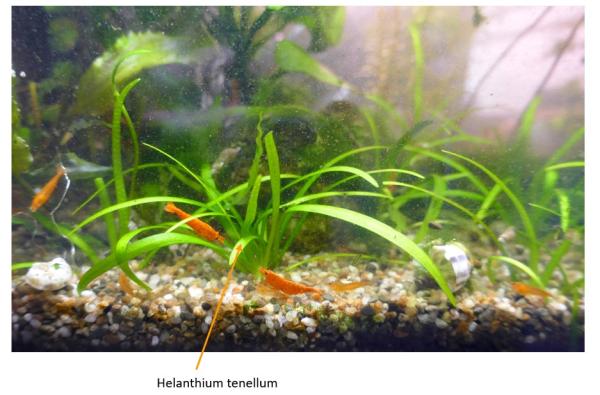 Plantes d'aquarium - Mousses et gazonnantes