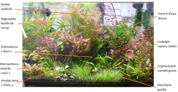Plantes d'aquarium - Mousses et gazonnantes