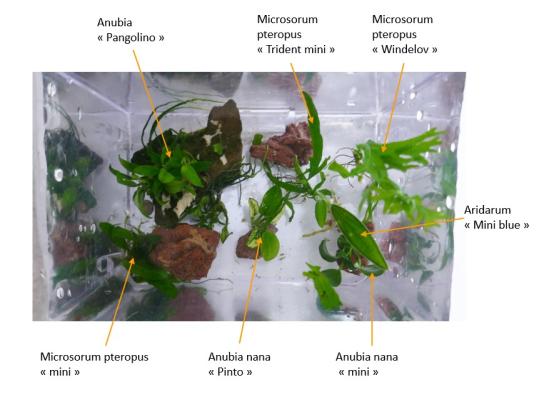 Plantes d'aquarium - Flottantes et epiphytes