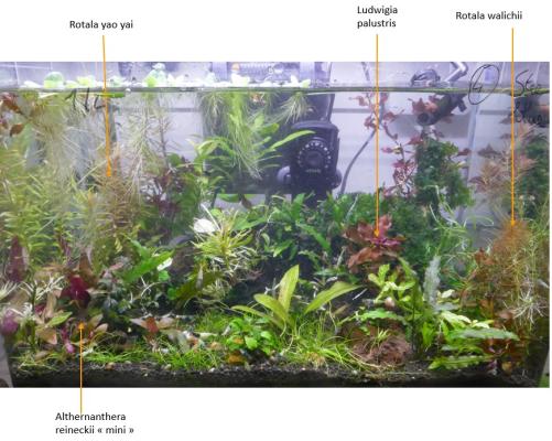 Plantes d'aquarium - Flottantes et epiphytes