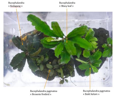 Plantes d'aquarium - Flottantes et epiphytes