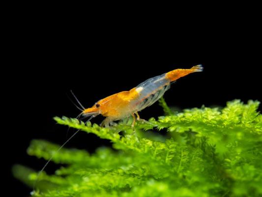 Crevette rili orange