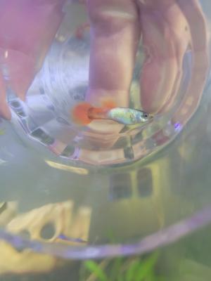 Guppy mal
