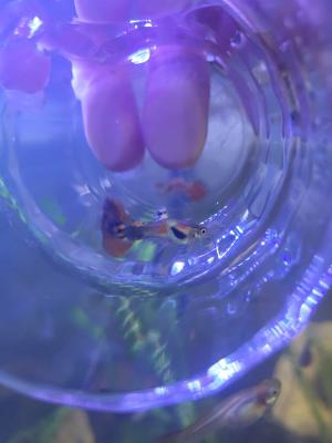 Guppy mal