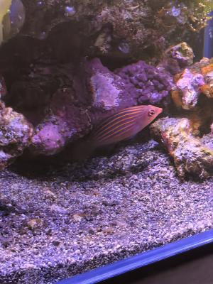 Don de mon poisson