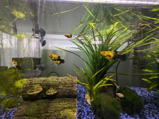 Don Poissons alevins Molly Leopard