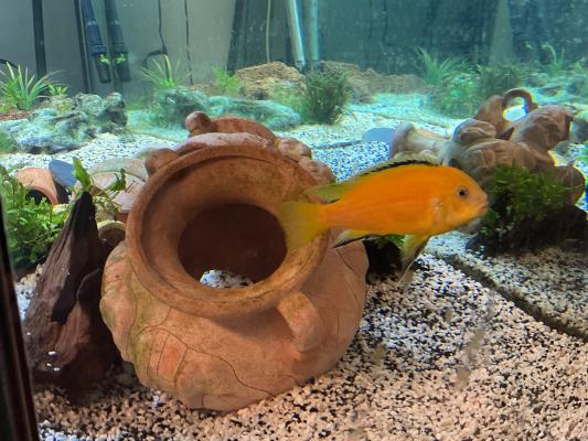 LabidoChromis Caeruleus